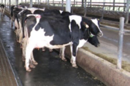 Gumová dlažba Pony 1000x1000x30 mm